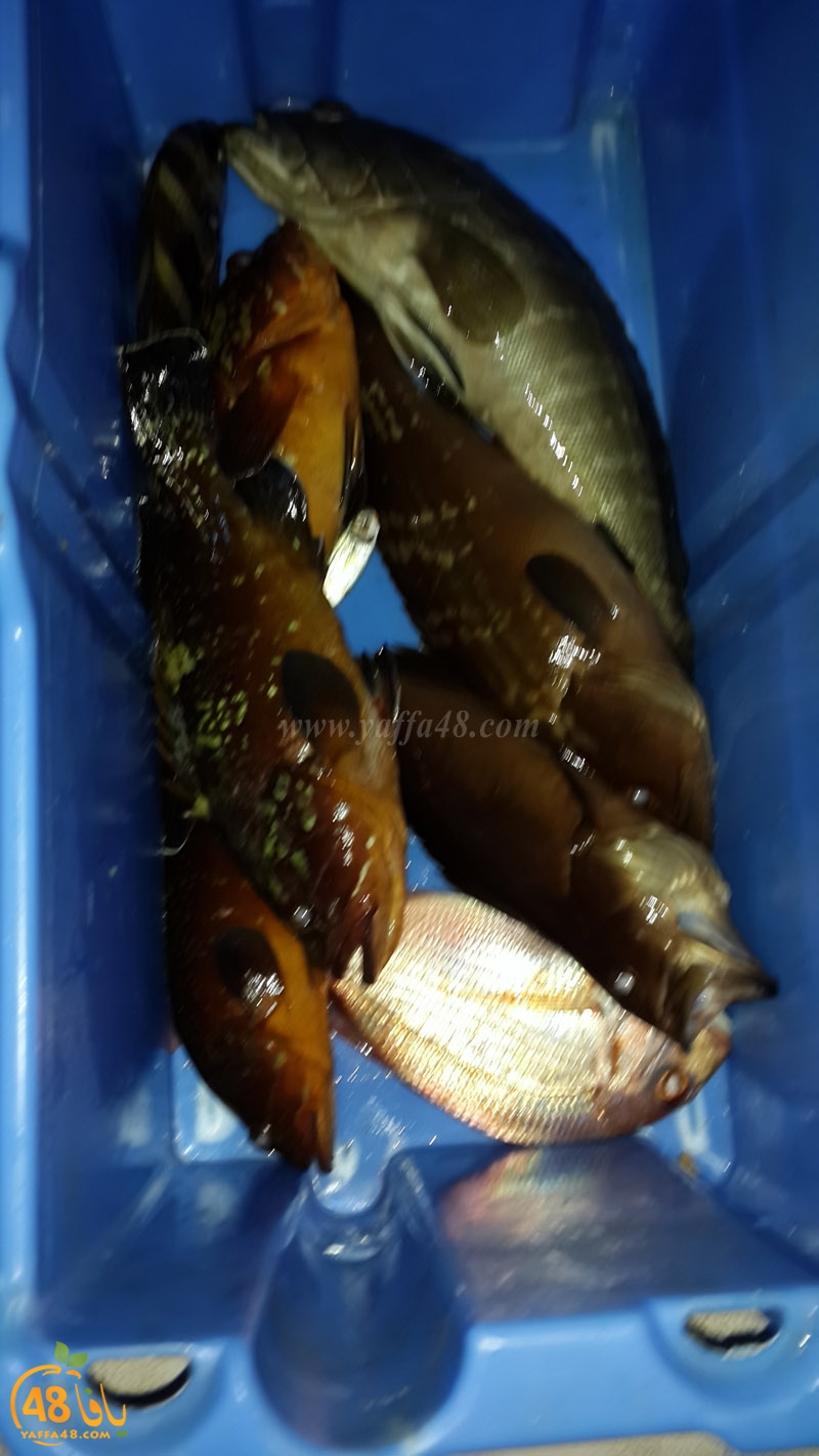 isma3el abo el teef (5).jpg